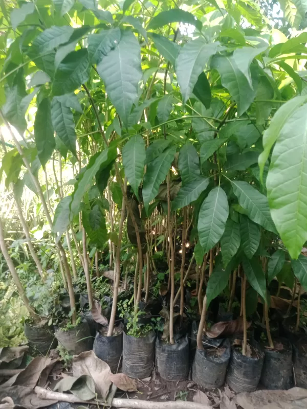 Bibit bunga tabepuys